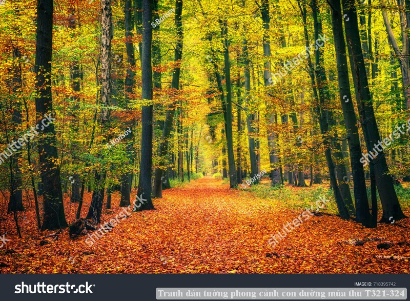 Tranh dán tường phong cảnh con đường mùa thu T321-324